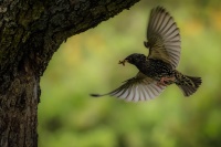 Spacek obecny - Sturnus vulgaris - European Starling 1384